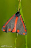 Cinnabar Moth